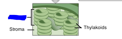 <p>Stacks of thylakoids that are found inside of chloroplasts.</p>