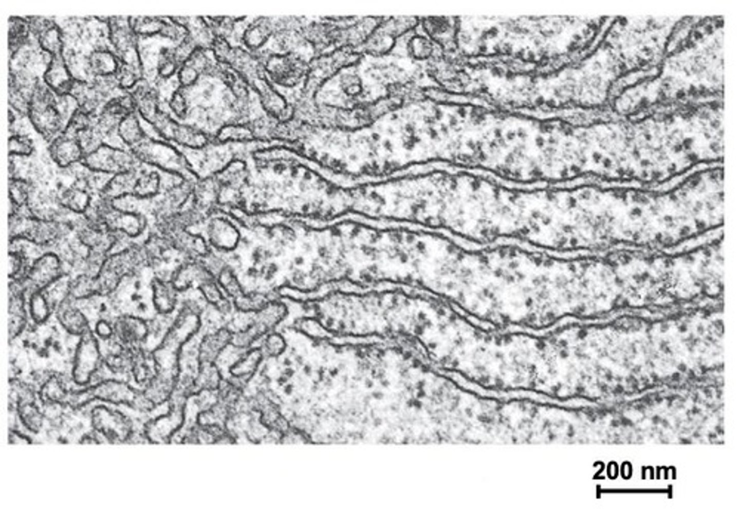 <p>Ribosomes on the rough ER are essential for synthesizing proteins that are secreted from the cell.</p>