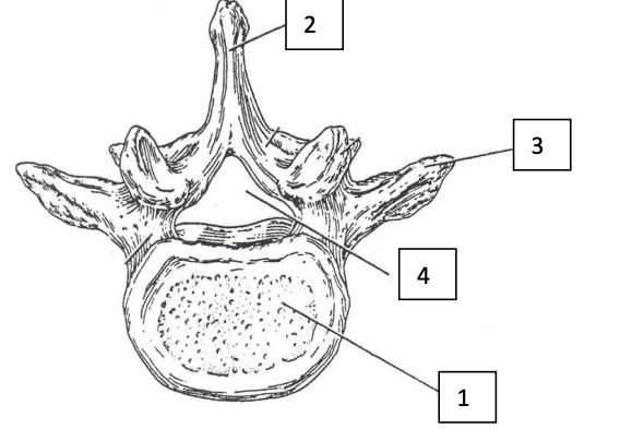<p>Vertebrae</p>