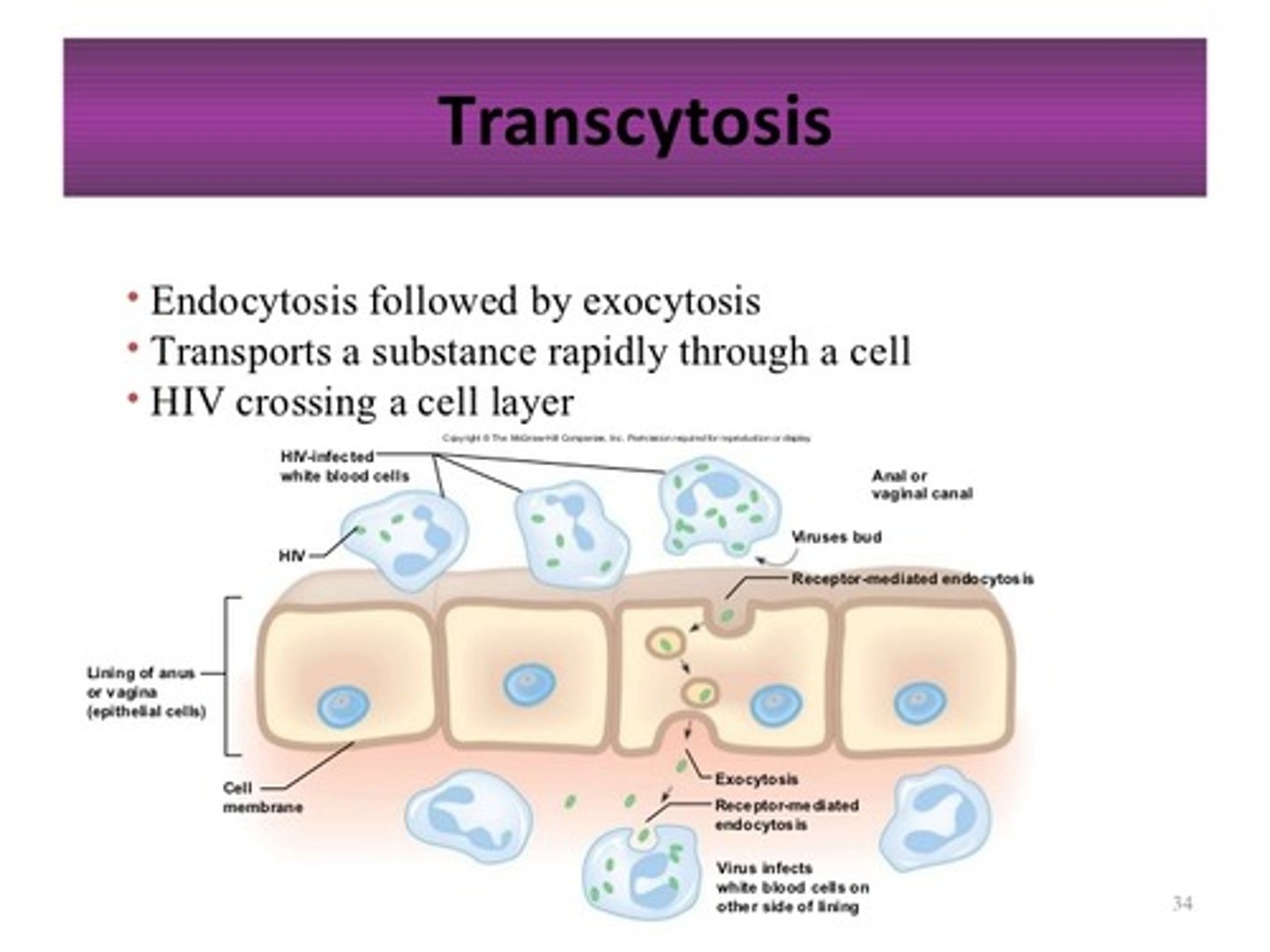 <p>moving substances into, across, and then out of a cell</p>