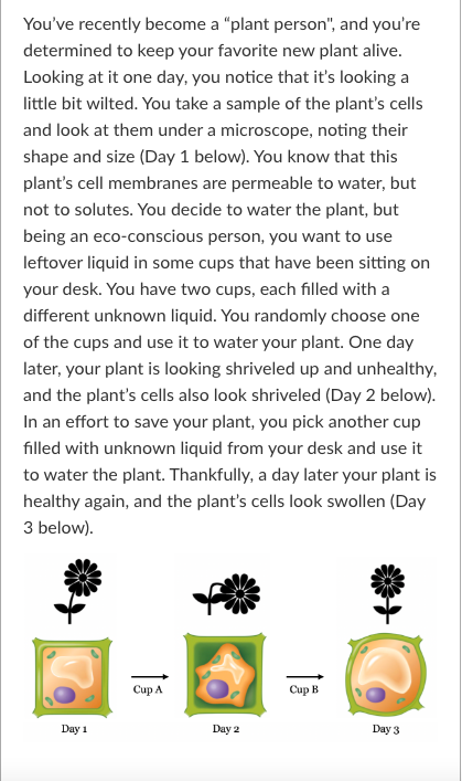 <p>You have another plant that is a little bit different. You happen to know that its cell membranes are permeable to water and solutes. On Day 1, this plant looked similar to your original plant on Day 1. If you were to water this plant with the solution in cup A, this plant would be _________ compared to the plant shown above.</p><p>More shriveled Less shriveled Similarly shriveled</p>