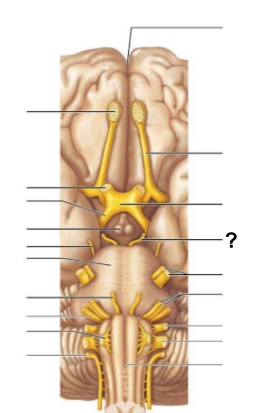 <p>The __________<strong> nerve (cranial nerve III) controls</strong> most of the <strong>eye’s movements</strong>, including <strong>pupil constriction</strong></p>