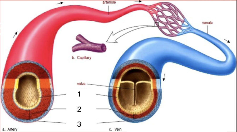 <p>What is #3 in this image?</p>