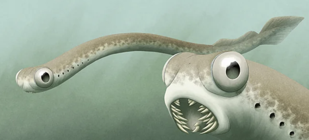 <p>conodonts (extinct)</p><p>Name origin: from Greek <em>kōnos</em> = “cone” + <em>odous (odont-)</em> = “tooth” → “cone tooth”</p>