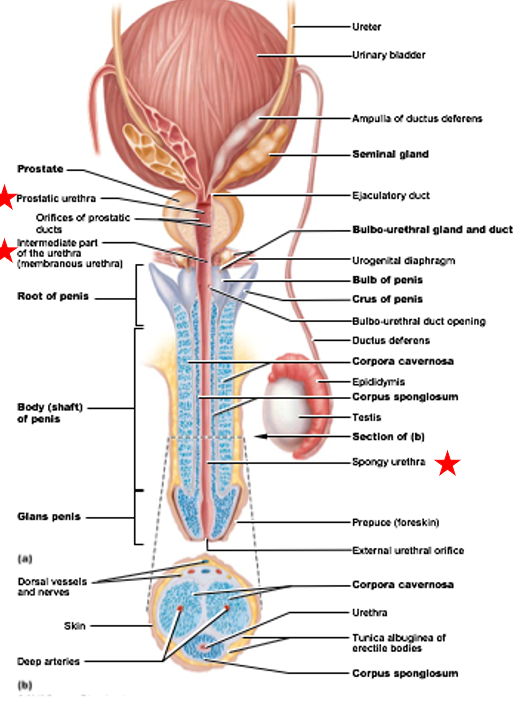 <ul><li><p>Accessory Duct to Testes</p></li><li><p>part of urinary and reproductive system</p></li></ul><p></p>