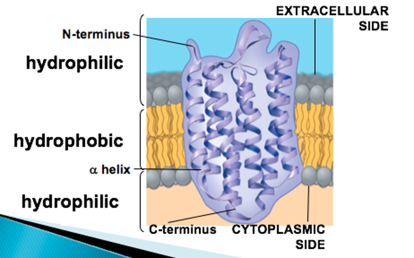 <p>What do tunnel or transmembrane proteins form? What does it allow passage for? </p>