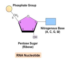 <ul><li><p>Ribose</p></li><li><p>Nitrogenous organic base</p></li><li><p>Phosphate group</p></li></ul><p></p>
