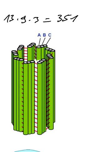 <p>-Formed by 9 microtubules triplets -A, B, C</p><p>-Bridges between A and C of neighbor triplet</p>