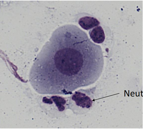 <p>Rundade kanter, relativt stor kvot kärna/cytoplasma,</p><p>Granulerad kärna</p><p>Börjar bli mer avlång jämfört med parabasalcellen</p>