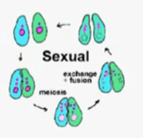 <ul><li><p>Requires 2 parents</p></li><li><p>Not identical to the parents</p></li><li><p>The offspring has chromosomes from both parents</p></li><li><p>Most multicellular organisms reproduce this way</p></li><li><p>Meiosis</p></li></ul>