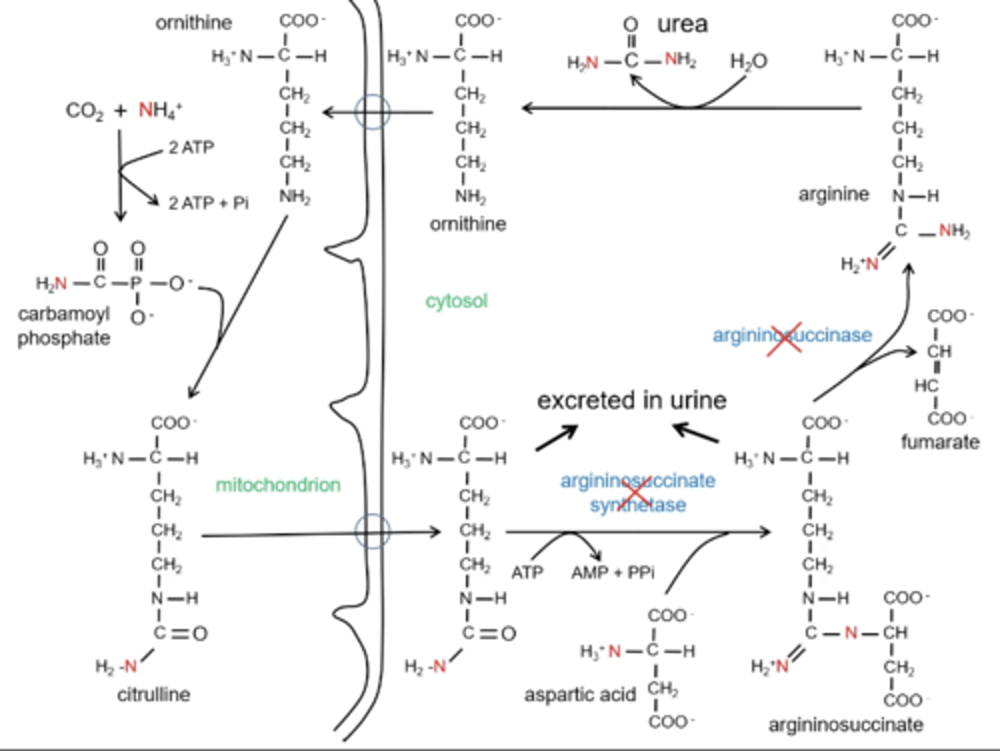 <p>Citrulline and argininosuccinate will build up but be excreted in the urine so there will be minimal nitrogen build up </p>