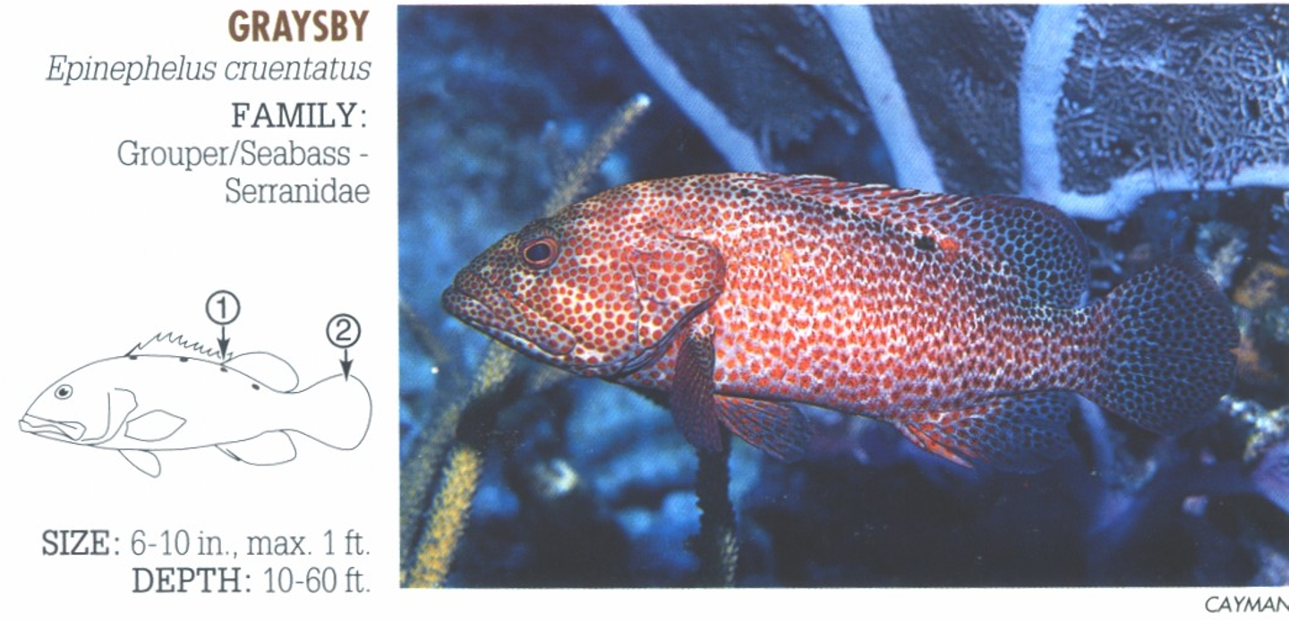 <p><span>1. Three to five pale or dark spot along base of dorsal fin. 2. Tail more rounded than similar species.</span></p>