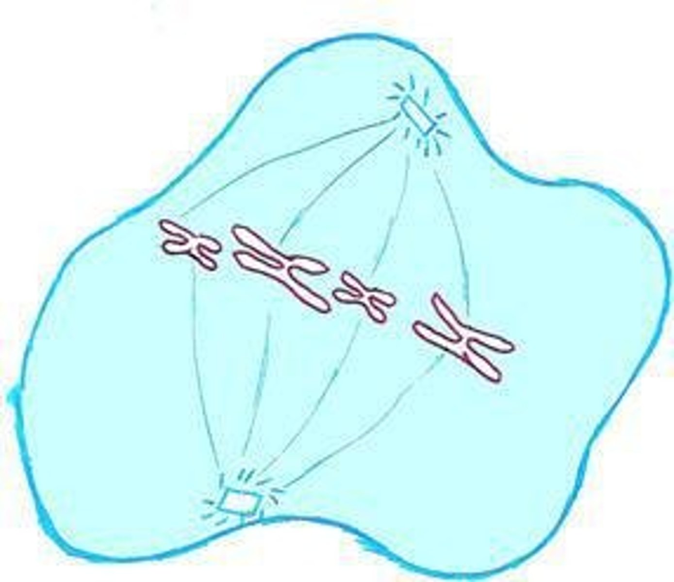 <p>Chromosomes align at the cell's equator.</p>