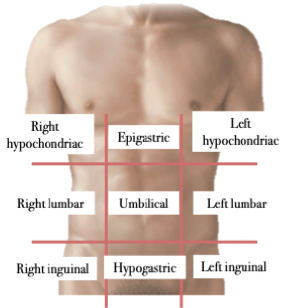 <p>Surface Anatomy</p><ul><li><p>Left &amp; right of the hypogastric region</p></li></ul><p>Key Structures</p><ul><li><p>﻿﻿Inguinal Ligament</p></li><li><p>﻿﻿Inguinal Canal</p></li></ul>