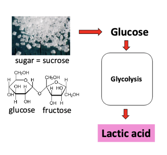 <p>S. mutans lacks ETC so it cannot use respiration to produce ATP. Therefore, ATP is generated solely by fermentation. Excessive fermentation produces a lot of acid (lactic acid, specifically) which causes demineralization of enamel. </p>
