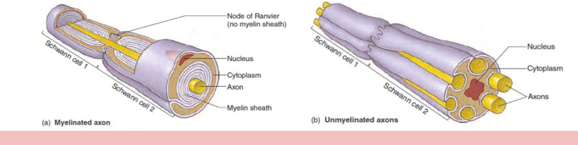 <p>Similar to oligodendrocytes, protecting and isolating neurons but doing so in the PNS. Oligodendrocytes are flat cells (with basement membrane), few mitochondria and small golgi region.. form myelinated covers and unmyelinated covers (schawnn cells just surround axons)-single schwann cell can only insulte a single axon</p>