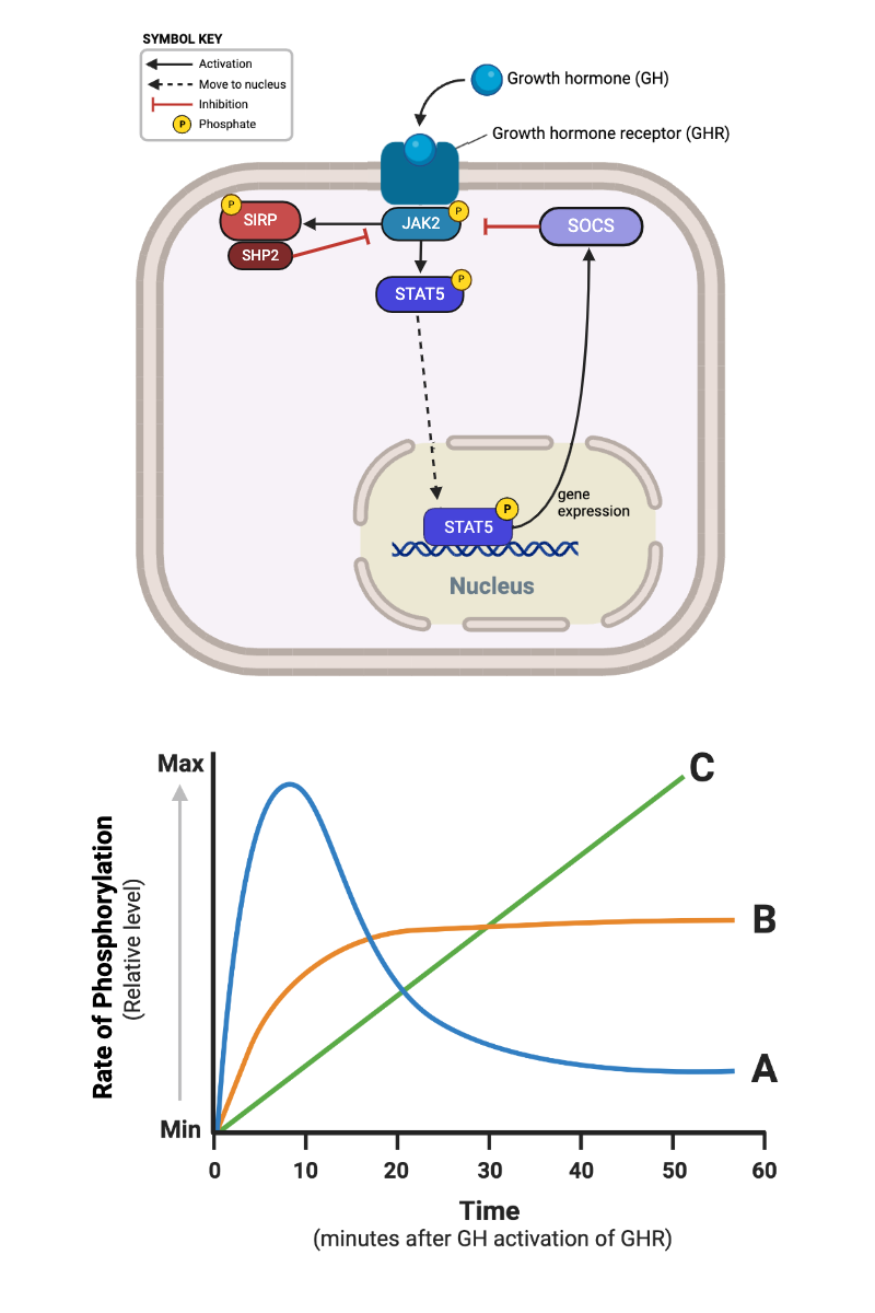 <p><span>Which relationship describes the effect of negative feedback on the phosphorylation of STAT5?</span></p>