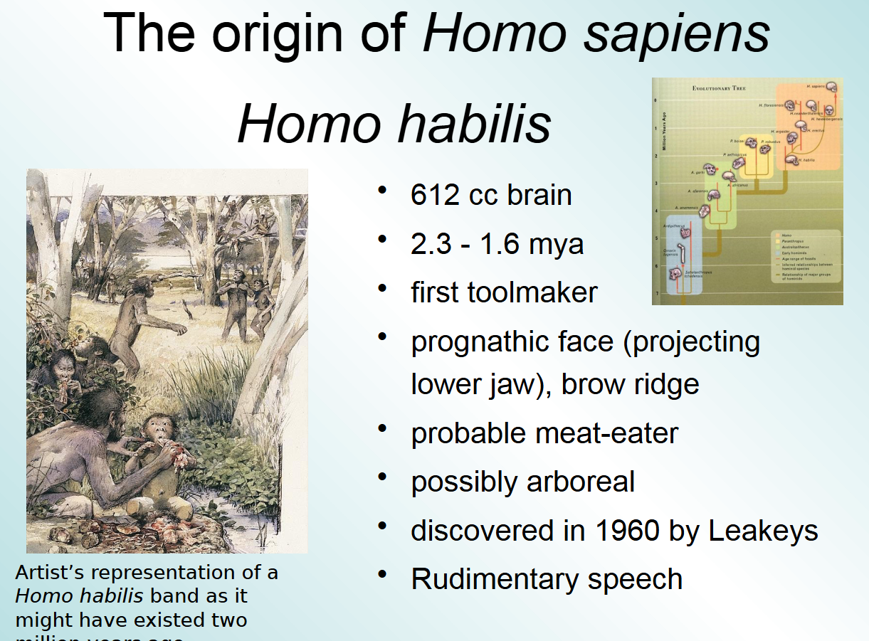 <p><span>Homo habilis; a specific species of hominin, which are a group of primates including modern humans and all extinct human species</span></p>