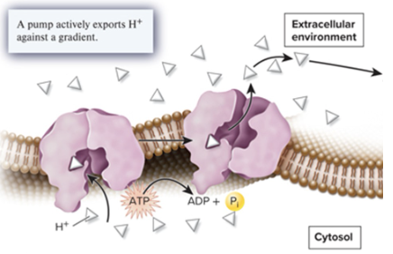 <p>what form of membrane transport is this?</p>