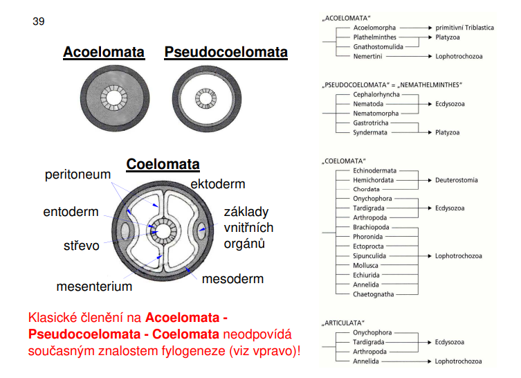 <p>1. Acoelomata – Pseudocoelomata - Coelomata: založená na typu tělní dutiny <strong>Klasické členění na Acoelomata - Pseudocoelomata - Coelomata neodpovídá současným znalostem fylogeneze!</strong></p><p>2. Protostomia - Deuterostomia: založená na ontogenetickém vztahu ústního a řitního otvoru k embryonálnímu blastopóru</p>