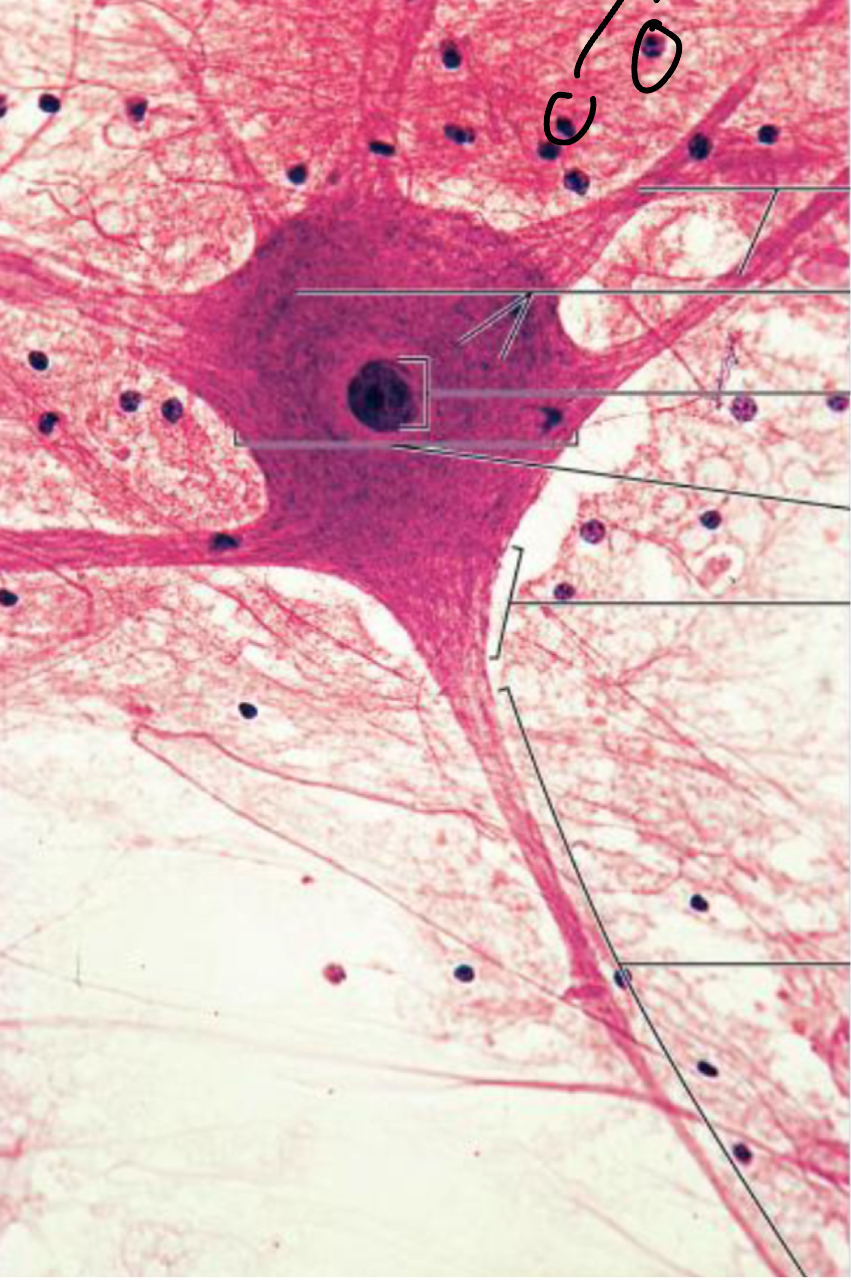 <p>Label this neuron: </p>