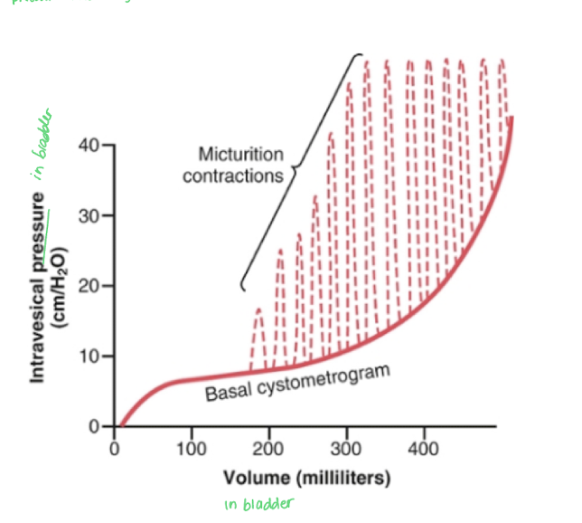 <p>The pressure in the bladder will not change from 150 to 300 ml because the bladder is expanding. At 300 ml the bladder will begin to contract as urine enters the bladder and as contractions increase, pressure increases because the urge to urinate will increase.</p>