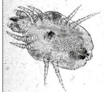 <p>What Parasite Is This?</p>