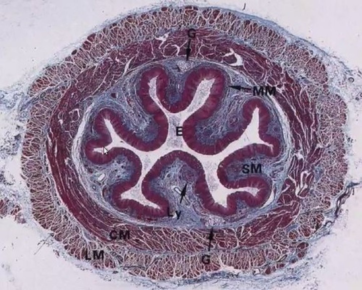 <p>The study of structures so small that they require a microscope to be seen</p>