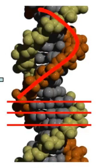 <p>what form of DNA is this?</p>