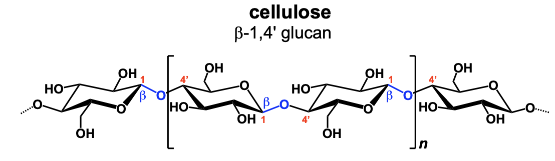 <p>cellulose</p>