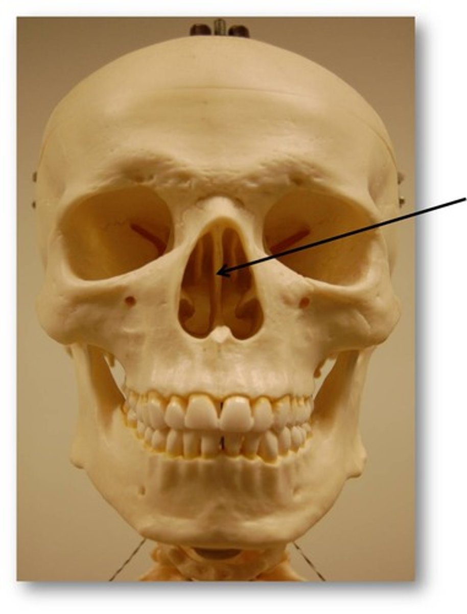 <p>forms superior part of nasal septum</p>