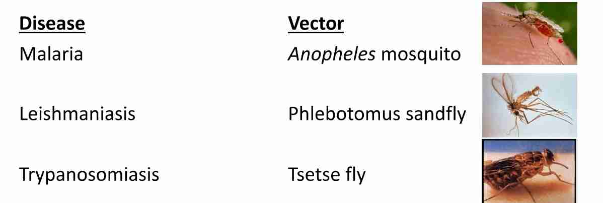 <ul><li><p>Latin; carrier </p></li><li><p>Organisms; usually arthropods carries infective organism like parasite &amp; virus from one host to another </p></li><li><p>Types of vectors: </p></li></ul><ol><li><p><span style="color: var(--color-neutral-black)">Biological vectors </span></p></li></ol><ul><li><p>Parasites undergo multiplication, propagation &amp; development inside arthropod's body</p></li><li><p>Acquire pathogenic agents through blood meal</p></li></ul><ol start="2"><li><p>Mechanical vectors </p></li></ol><ul><li><p>Transmit pathogens by their secretion/external surfaces of body </p></li><li><p>Serve as mere contaminators</p></li><li><p>Pathogens don't undergo multiplication/development inside their bodies </p></li></ul>