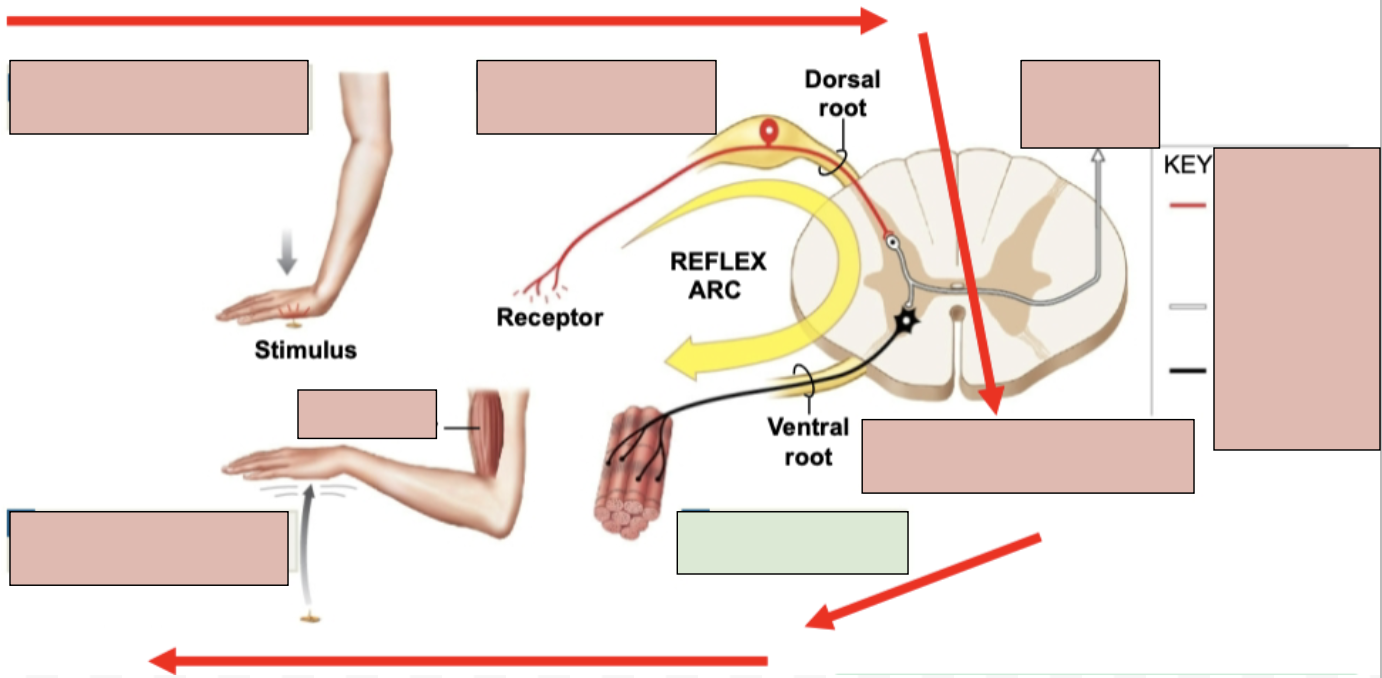 <p><span style="background-color: transparent;"><span>activation of a motor neuron</span></span></p>