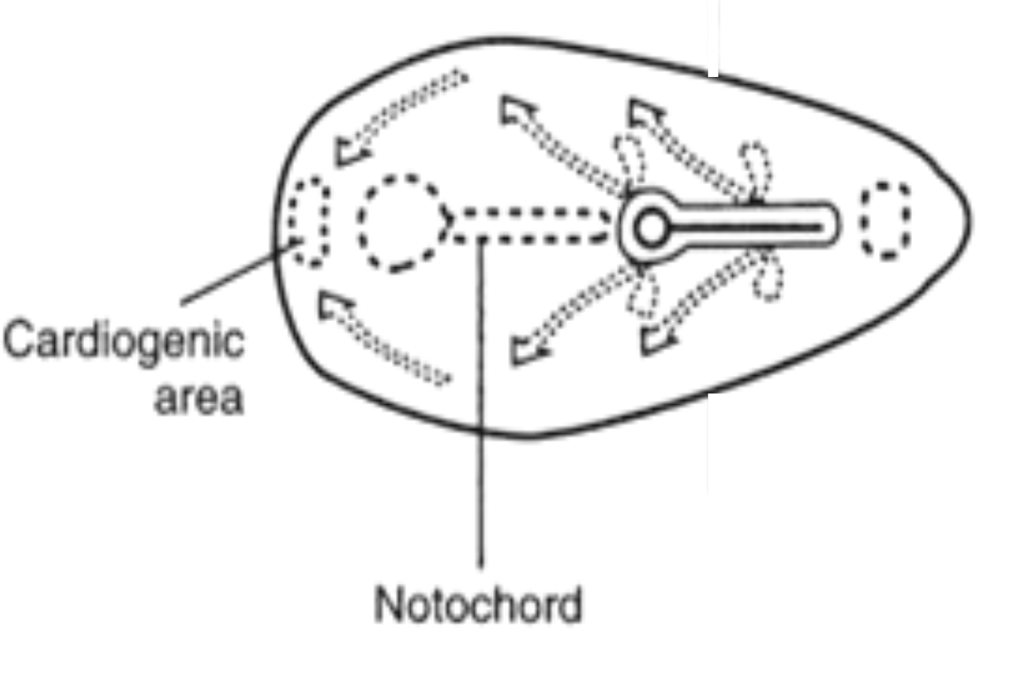 <p>Comes from primitive node</p><p>Midline rod derived from notochordal process; defines the primitive axis and induces neural plate; later nucleus pulposus.</p>