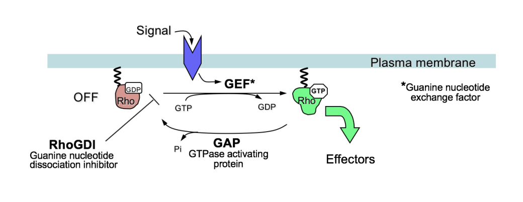 <p><strong>Rho-like GTPases transduce signals to promote the polarised organisation of specific actin structures</strong></p><ul><li><p><strong>Rho, Rac and Cdc42→ </strong>members of the Ras superfamily of small GTPases</p></li></ul><ul><li><p>21kDa proteins</p></li><li><p>with weak intrinsic GTPase activity</p></li><li><p>act as <strong>molecular</strong> switches to signal transduction at the plasma membrane</p><ul><li><p>by cycling between GTP and GDP bound forms</p></li></ul></li></ul><p></p>