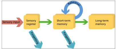 <p>attention filters information from sensory memory to STM, rehearsal maintains information in STM and transfers it to LTM, and retrieval brings information back from the LTM when needed</p>