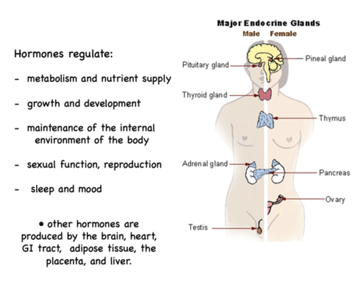 <p>hormones</p>