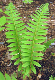 <p><em>Polystichum acrostichoides</em></p>
