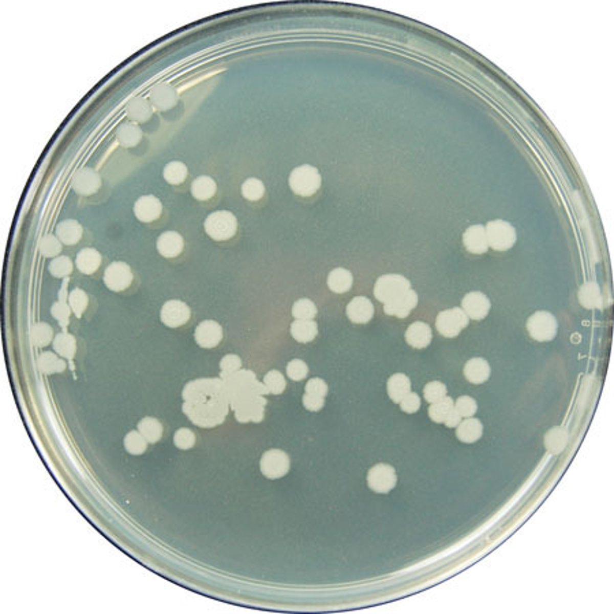 <p>A visible mass of many bacteria</p>