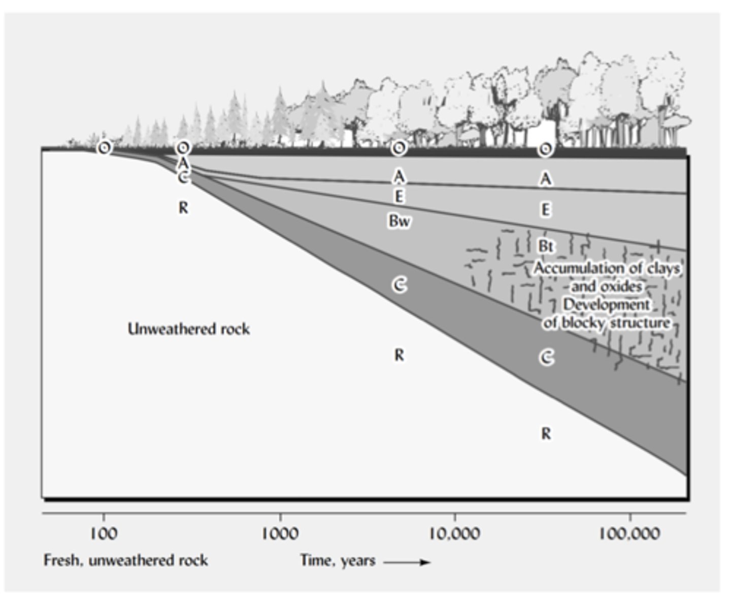 <p>Time refers to how long soil-forming processes have been operating. The longer a surface has been exposed, the more weathering, organic matter accumulation, and horizon development can occur. More time produces thicker, more developed soils with clearer layers. Time does not act alone—if the climate is warm and wet, soil develops faster; if it is cold or dry, development is slower—but overall, older soils are deeper and more mature than young soils.</p>