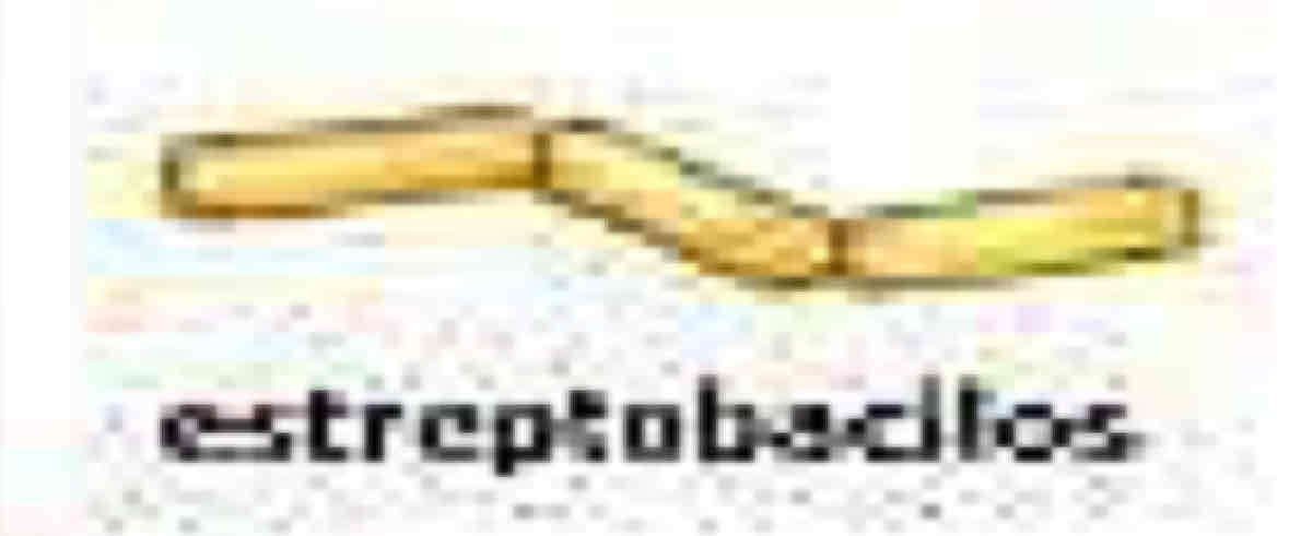 <p>Estrepto Bacilos</p>