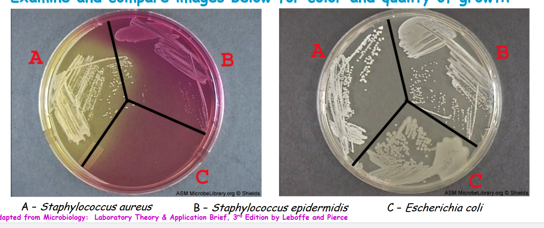 <p><span>Staphylococcus aureus is able to ferment mannitol to acid end products, so pH is lowered below 6.8 leading to appearance of yellow colonies</span></p>
