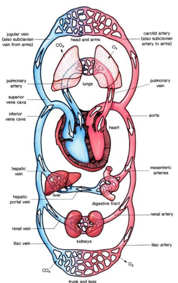 <ul><li><p>Deoxygenated blood returns to the heart through the vena cava</p></li><li><p>Deoxygenated blood enters the right atrium → then goes to right ventricle</p></li><li><p>Deoxygenated blood is pumped by right ventricle → lungs to receive oxygen and get rid of CO2</p></li><li><p>Oxygenated blood returns to the heart via the pulmonary vein → left atrium</p></li><li><p>Oxygenated blood → left ventricle which pumps the blood out to the body via the aorta</p></li></ul><p></p>