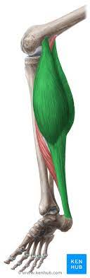 <p>Beneath the gastrocnemius; plantarflexes the foot; palpate deep during plantarflexion with a bent knee.</p>