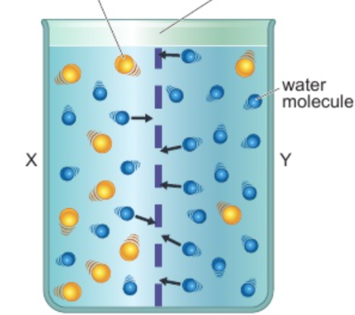 <p>Explain how substances are transported into and out of cells by osmosis</p>