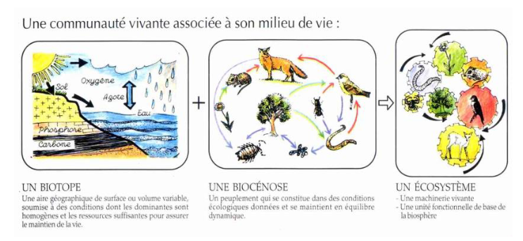 <p>unité écologique fonctionnelle formée par un ensemble d&apos;êtres vivants habitant un milieu naturel donné (la biocénose) et par ce même milieu (le biotope)</p>