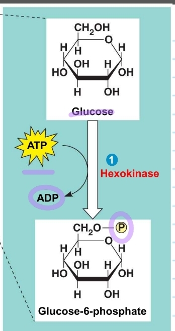 <p>glycolysis - step 1</p>