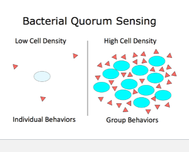<p><strong>Quorum sensing</strong> is the ability of bacteria to c<strong>ommunicate and coordinate group behavior</strong> through <mark data-color="blue" style="background-color: blue; color: inherit">signaling molecules</mark> that turn<strong> ON and OFF genes </strong></p><p><em>Bacteria can control gene expression base on cell concentration/density </em></p>