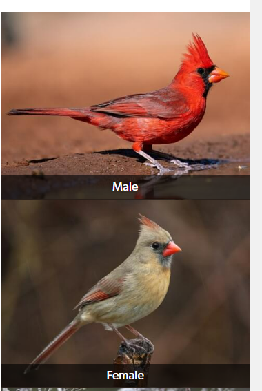<p>Northern Cardinal </p>