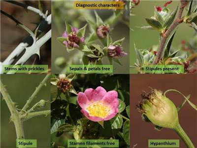 usually 5 petals, serrated leaves, 5 styli
-ex: physocarpus opulifolius, aronia melanocarpa, rosa rugosa
